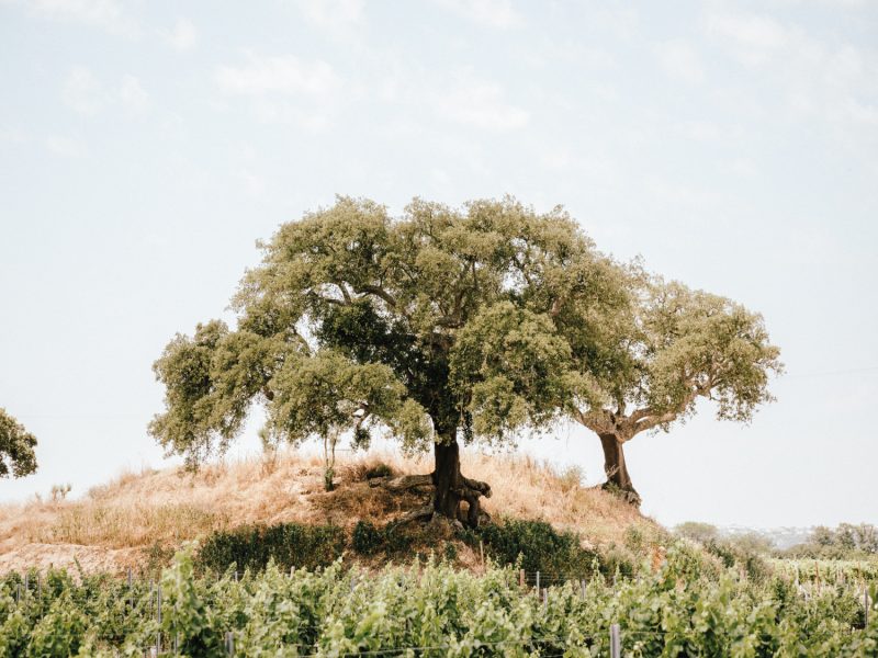 Cabeco da bruxa capa